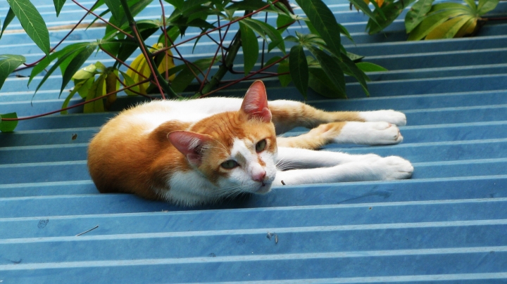 三日坊主になるのは普通のこと