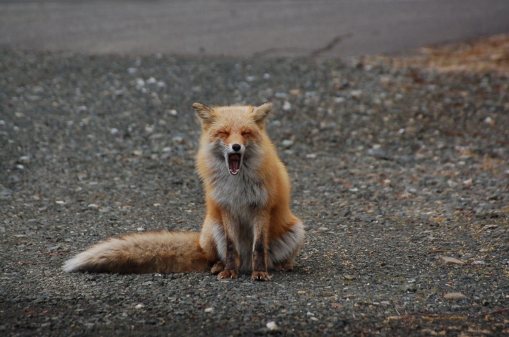 寝不足でも頑張る