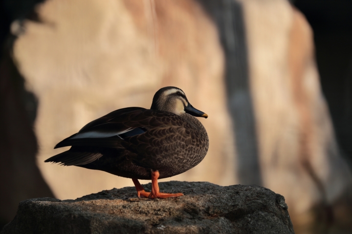 自分で調べないとカモになる可能性も
