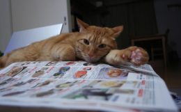 読む側はいつだって我が儘