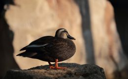 自分で調べないとカモになる可能性も